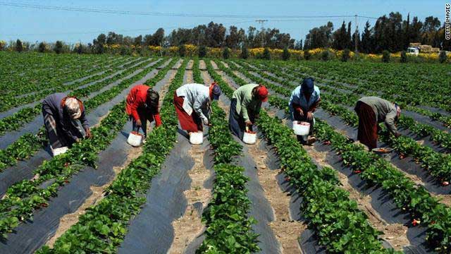 Horticulture / Maraichage